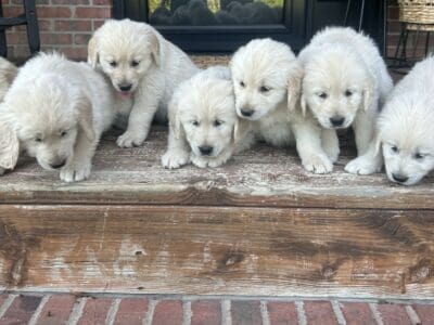 English golden retriever puppies