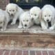 English golden retriever puppies