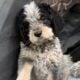 Griffondoodle puppies