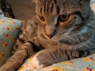 Male cat /Good cat