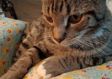 Male cat /Good cat