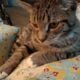 Male cat /Good cat