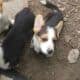 Adorable Pembroke Welsh Corgis