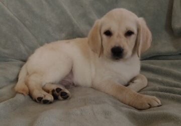 AKC English Labrador Retriever puppies