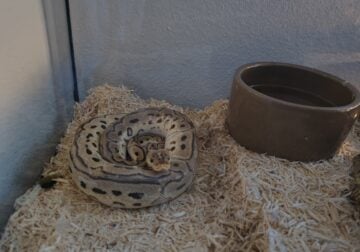 Pastel Lessor Ball Python