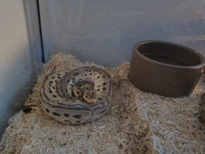 Pastel Lessor Ball Python