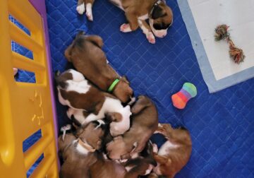 Boxer babies