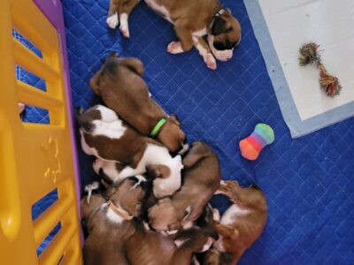 Boxer babies