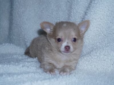 ACA Registered Chihuahua Puppies