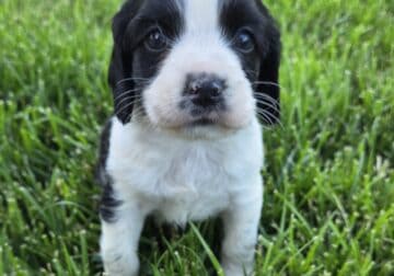 Sprocker Spaniel puppies