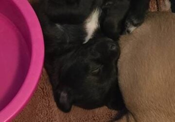 Italian Greyhound + Morkie mix puppies – $300