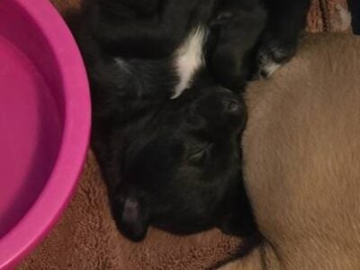 Italian Greyhound + Morkie mix puppies – $300