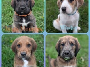 Great Danoodles Puppies