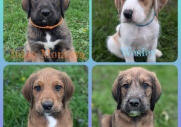 Great Danoodles Puppies