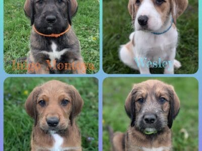 Great Danoodles Puppies