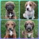 Great Danoodles Puppies