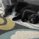 2 cats for free Please read my story