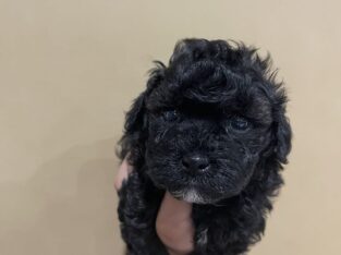 Ckc poodles