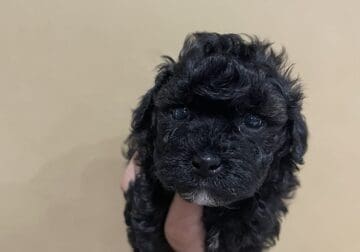 Ckc poodles