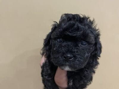 Ckc poodles