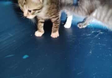 3 6 week old kittens