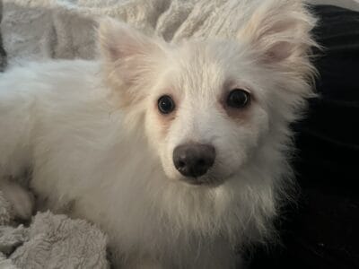 Purebred Pomeranian puppy