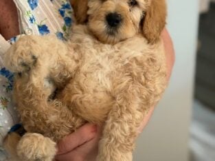 Adorable Mini Goldendoodle puppies available.