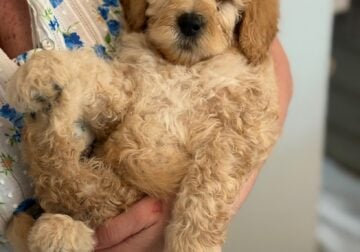 Adorable Mini Goldendoodle puppies available.