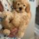 Adorable Mini Goldendoodle puppies available.