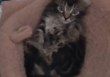 Bombay and Bengal kitten