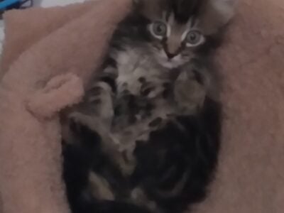 Bombay and Bengal kitten