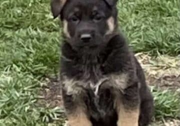 AKC German Shepherd Puppies