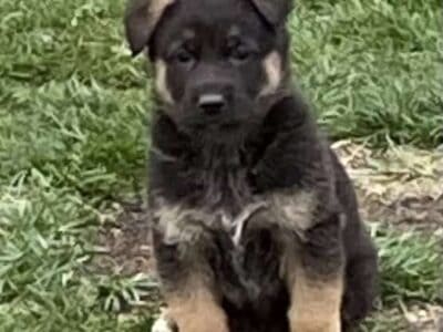 AKC German Shepherd Puppies