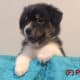 Australian Shepherd Puppies – Mesa AZ