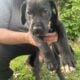 Great Dane puppies