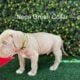 ABKC American Bully XL Puppies