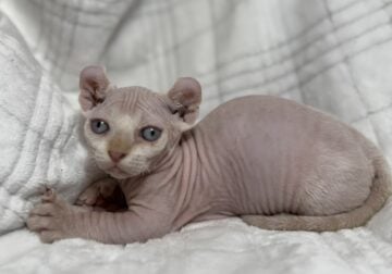 Dwelf kittens