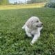 English golden retriever puppies