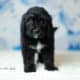 Bernedoodles -May
