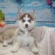 Pomsky Puppies