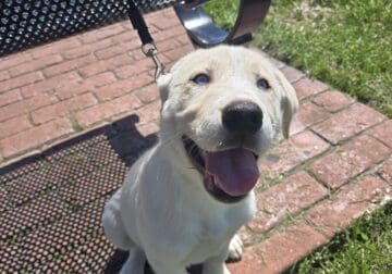 Labsky Mix Rehome