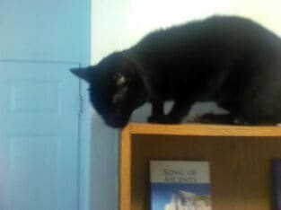 Black female cat