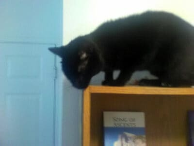 Black female cat