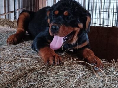 Red Rottweiler