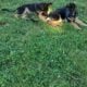 GERMAN SHEPHERDS
