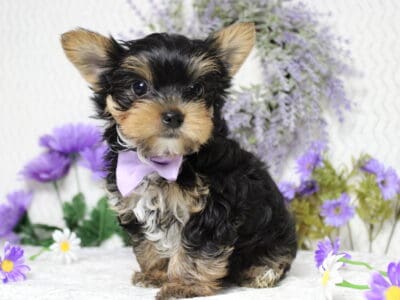 AKC Yorkshire Terrier Bumblebee