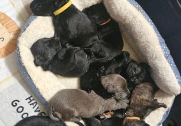 Shadow and Floppy Male GSD×MAL×LABS