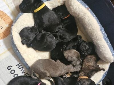 Shadow and Floppy Male GSD×MAL×LABS