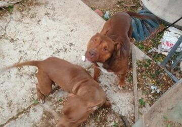 American bully puppies