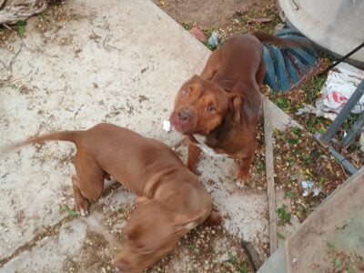 American bully puppies